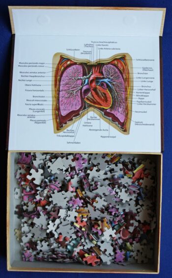 Zubehör: Dr. Livingstons Anatomiepuzzle Teil 2