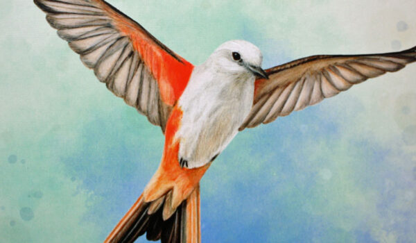 Brettspiel Flügelschlag von Feuerland Spiele.