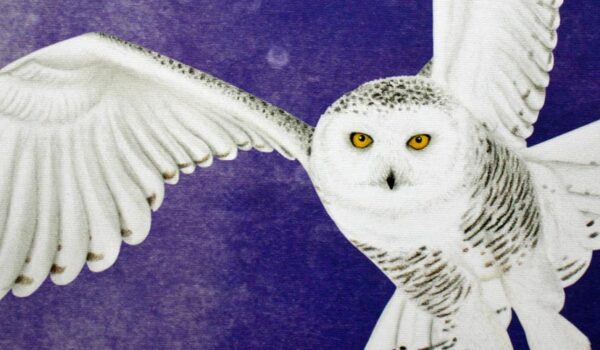 Flügelschlag Europa Erweiterung von Feuerland Spiele.